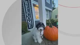 Doggone Weather: Meet Dave Chudowsky's new puppy!