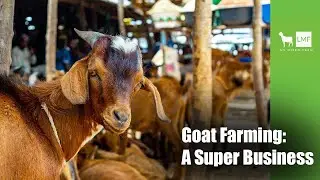 Goat Farming: A Super Business for Beginner Farmers