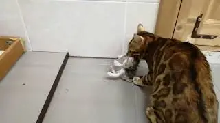 Бенчики сменили дом! Кошке это не понравилось! 