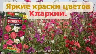 Яркие краски цветов Кларкии.💐