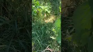 Фазаны клюют клубнику. Курочка с цыплятами.
