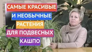 РАСТЕНИЯ ДЛЯ ПОДВЕСНЫХ КАШПО! ВЫ ОЧЕНЬ УДИВИТЕСЬ МОЕМУ ВЫБОРУ!