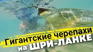 ОГРОМНЫЕ ЧЕРЕПАХИ В ХИККАДУВЕ в Отеле Hikka Tranz by Cinnamon 4* | ШРИ ЛАНКА 2023