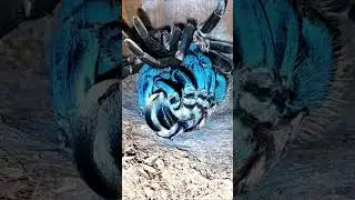 Tarantula molting - Xenesthis immanis