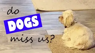 Do Dogs Miss Us When We Leave? 🐶 