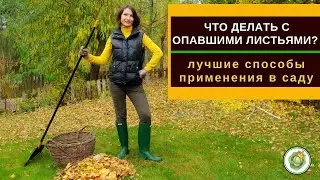 🍁ЧТО ДЕЛАТЬ С ОПАВШИМИ ЛИСТЬЯМИ 🍂 лучшие способы использования листьев в саду
