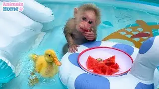 Fruit party in the pool of BiBi and duckling