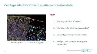 05 Segmentation free cell identification