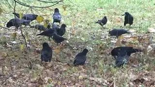 Грачи галки в парке