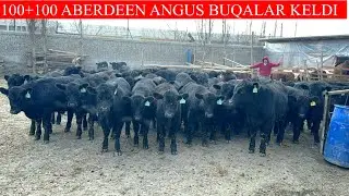 100+100 ABERDEEN ANGUS BUQALAR KELDI