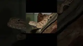 Агама Савиньи