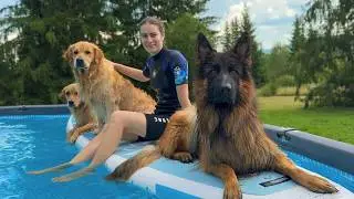 Whining German Shepherd Gets Swimming Lessons from Golden Retriever