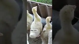 Гусята. Жизнь в деревне.