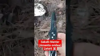Sakallı Mantar (Amanita ovidea) Zehirli Beyaz Mantar!