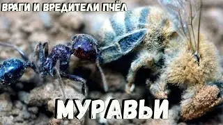 Муравьи на пасеке. Как избавиться от муравьёв