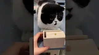 Making Food Fun With Cute Cat🐈| Beautiful Cat| Humpty Hobbies