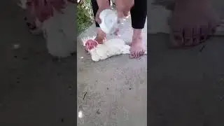 woman slaughter chicken