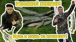 Давно так хищник не ловился. Как мы с утра ловили щуку и окуня на спиннинг с берега!