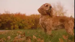 beige cocker spaniel standing on evening lawn in autumn park on yellow foliage background beige coc