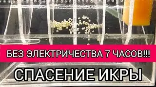 НЕ БЫЛО ЭЛЕКТРИЧЕСТВА 7 ЧАСОВ! 🤬СПАСЕНИЕ ИКРЫ ГНАТОХРОМИСОВ🐟🐟🐟