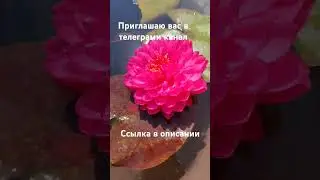 приглашаю вас в мой телеграмм канал, теперь там буду выеладывать видео, не теряйте меня 