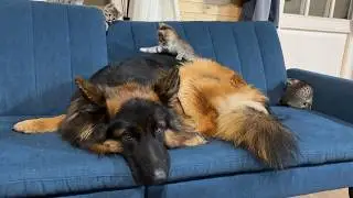 5 Kittens Climb All Over German Shepherd | His Reaction Will Melt Your Heart