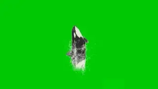 Green screen whale(shark) jumping. An Incredible fx effect that MUST WATCH by everyone.