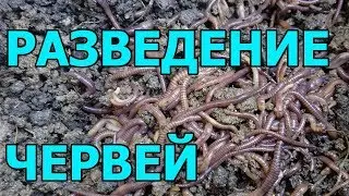 ПРОСТОЙ СПОСОБ РАЗВЕДЕНИЯ ЧЕРВЕЙ НА ДОМУ ВЕРМИ ФЕРМА