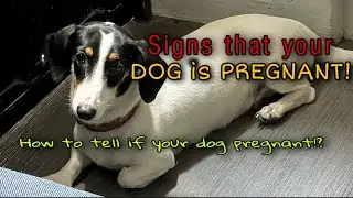 45 days pregnant dachshund dog (signs that your dog is possibly pregnant)