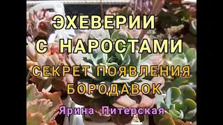 ЭХЕВЕРИИ С НАРОСТАМИ. СЕКРЕТ ПОЯВЛЕНИЯ БОРОДАВОК.