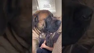 My GIANT Puppy ATTACKS My Foot! 