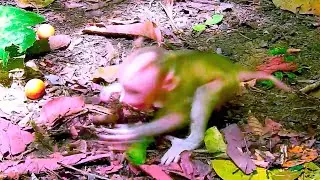 I/nnocent Baby Monkey Left Without N/ourishment by Mother