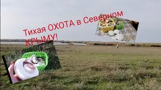 Степные ГРИБЫ Крыма 2020. Вода Северного Крыма. Озеро Кирлеутское