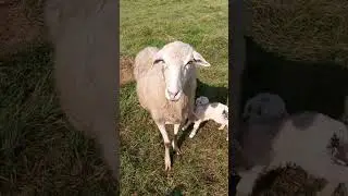 ЗАЩИТНИЦА🥰 #овца #sheep #animals