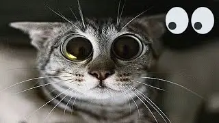 FUNNIEST CAT VIDEOS 2024 COMPILATION 😂 Funny Cats 20 😺 #funny #pet #cat #foryou #viral #viralvideo