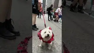 Tartan Day Parade in NYC 🏴󠁧󠁢󠁳󠁣󠁴󠁿 2023