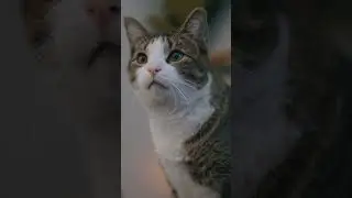 Cats, am I right?