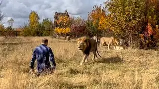 Вы ХОТЕЛИ ЭТО ВИДЕТЬ! Олег Зубков пришёл ко львам, его встречает ВОЖАК ЛЬВОВ!