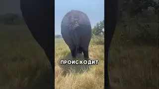 Это видео тронет ваше сердце 🥺 