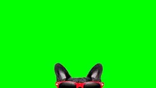 Peek in Dog  Cinema Film watching -copyright free green screen