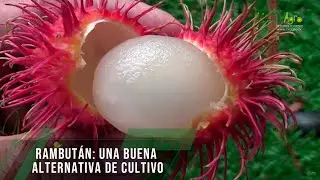 Rambután: una buena alternativa de cultivo - TvAgro por Juan Gonzalo Angel Restrepo