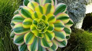 AEONIUM PROPAGATION FROM SEEDS | SUCCULENTS GROWING
