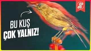 Türünün Son Erkeği: Dünyanın En Yalnız Hayvanı!