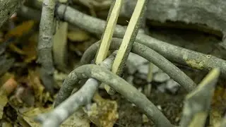 Mojave Scissor Trap  A Easy And Deadly Trap