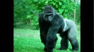 Top 10 Deadliest Apes and Monkeys