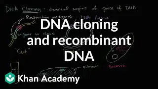 DNA cloning and recombinant DNA | Biomolecules | MCAT | Khan Academy