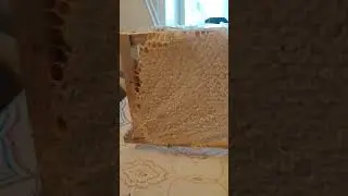 Полурамка сотового мёда на пасеке Рябухина.