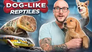 5 Reptiles That Act JUST Like Dogs! No Fur, No Allergies, Just Love