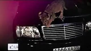 GRECHANIK - Гуччи ✌️