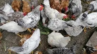 🐓🐓КУРЫ МАСТЕР ГРЕЙ И ДОМИНАНТ 5 месяцев. Довольна ли я этими кроссами
